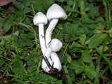 inocybe geophylla